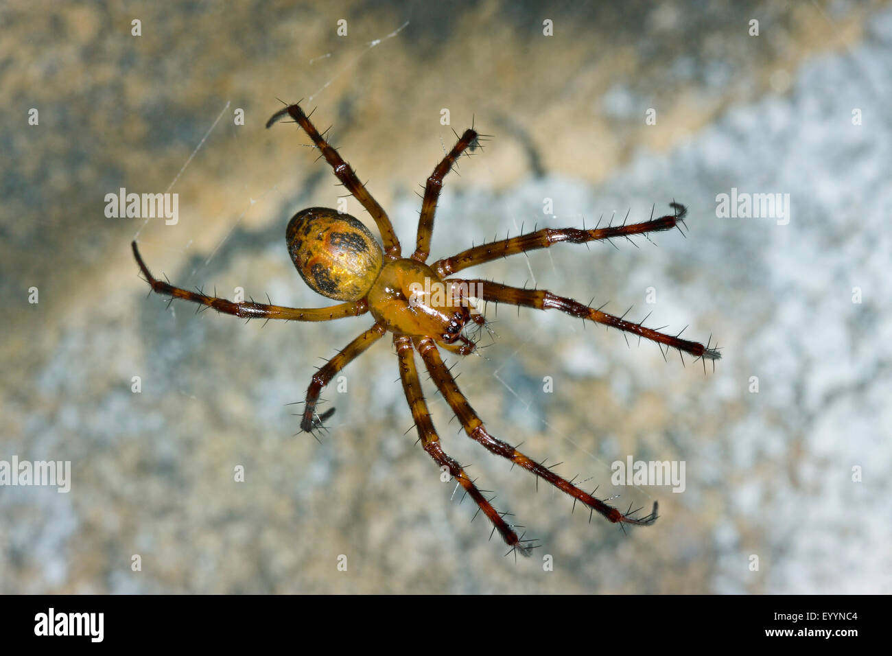 European cave spider, Orbweaving cave spider, Cave orbweaver, Cave spider (Meta menardi), in its web, Germany Stock Photo