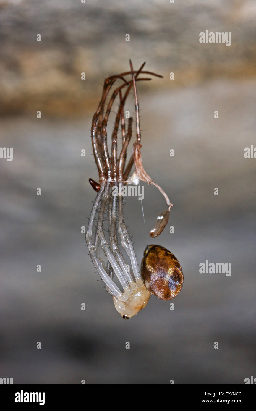 European cave spider, Orbweaving cave spider, Cave orbweaver, Cave spider (Meta menardi), skinning, Germany Stock Photo