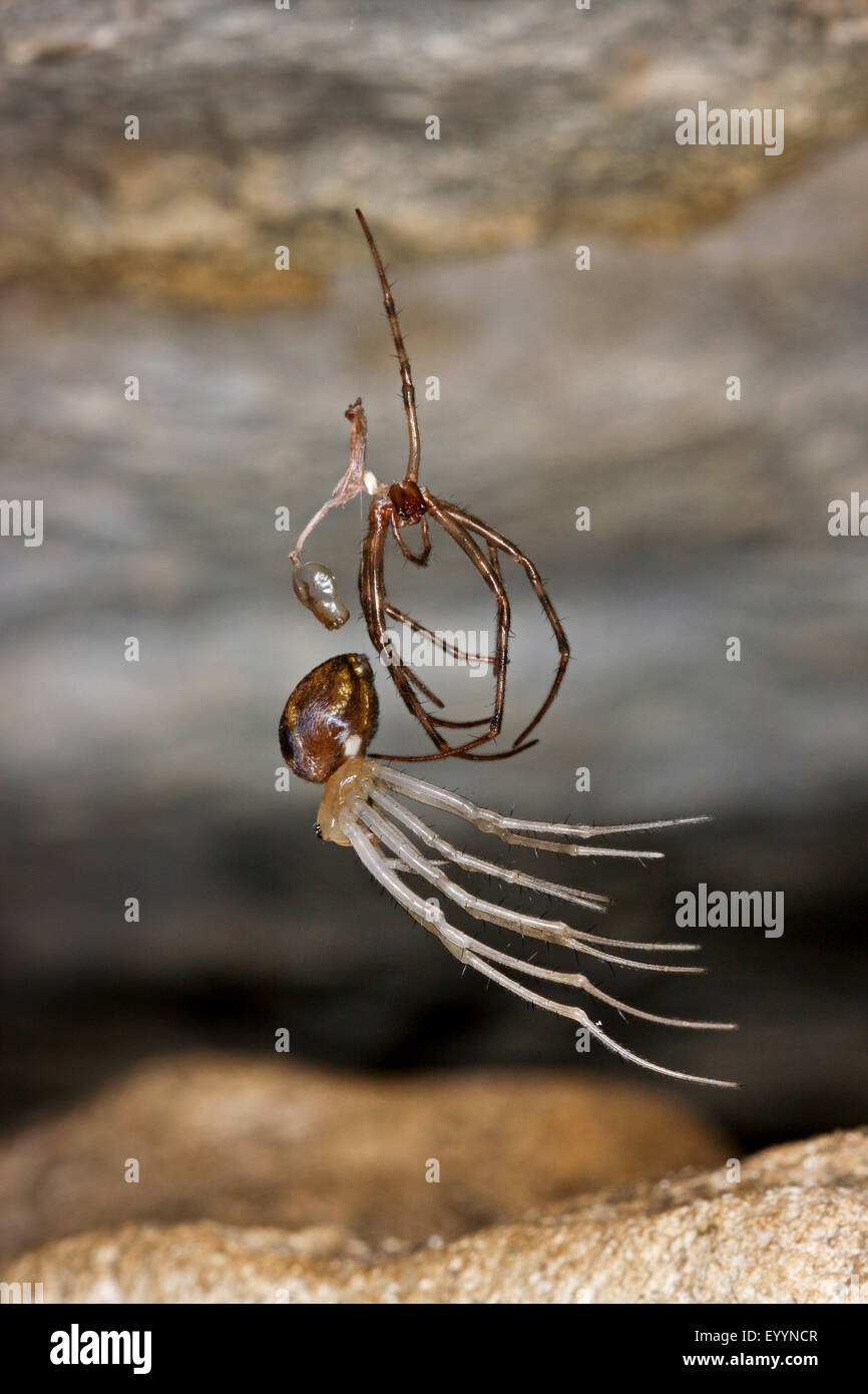 European cave spider, Orbweaving cave spider, Cave orbweaver, Cave spider (Meta menardi), skinning, Germany Stock Photo