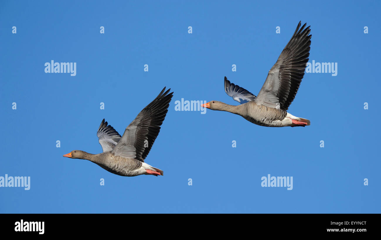 greylag goose (Anser anser), pair in flight, Sweden Stock Photo