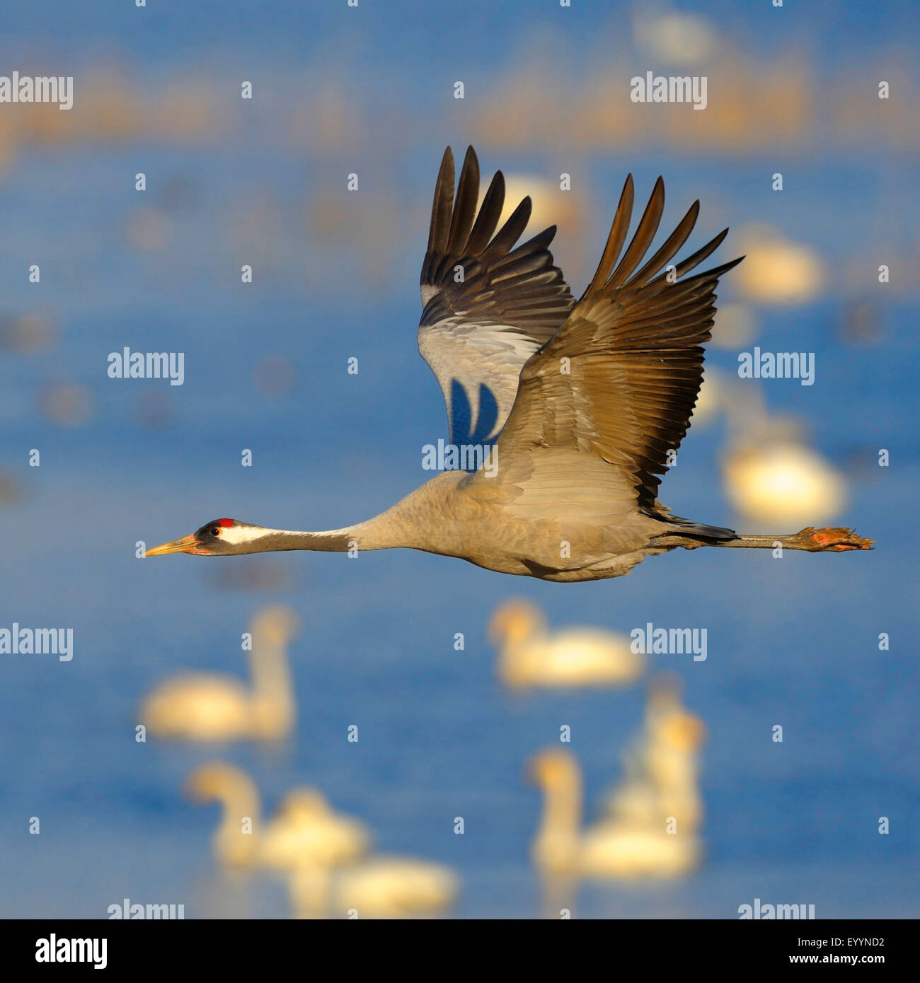 Common crane, Eurasian Crane (Grus grus), in flight, Sweden, Hornborga Lake Stock Photo