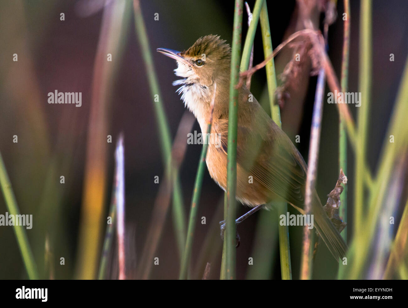 Australian Reed Types Australia birds hi-res stock photography and images - Alamy