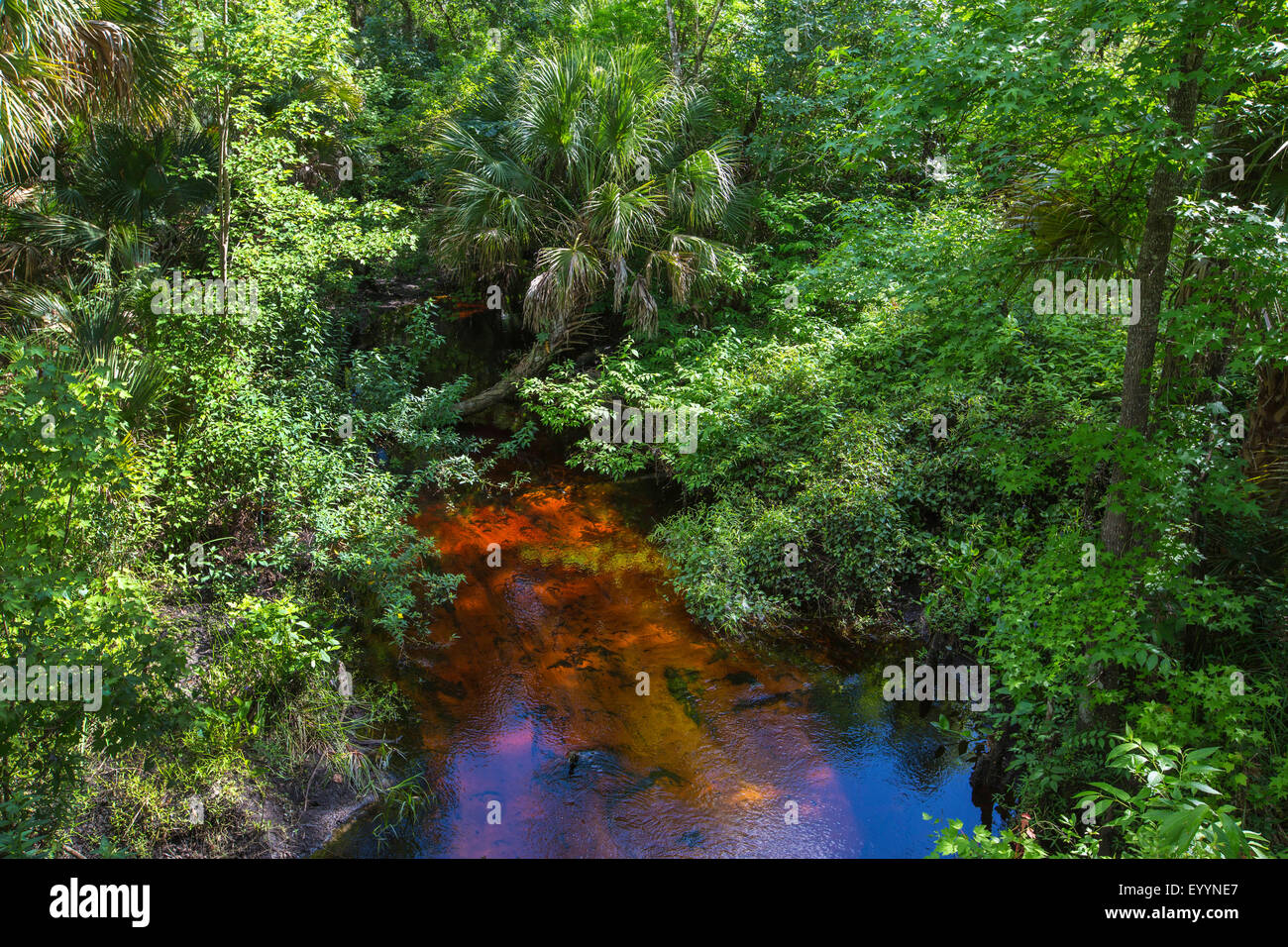 blackwater river with tropical vegetation, USA, Florida, Reedy Creek, Kissimmee Stock Photo
