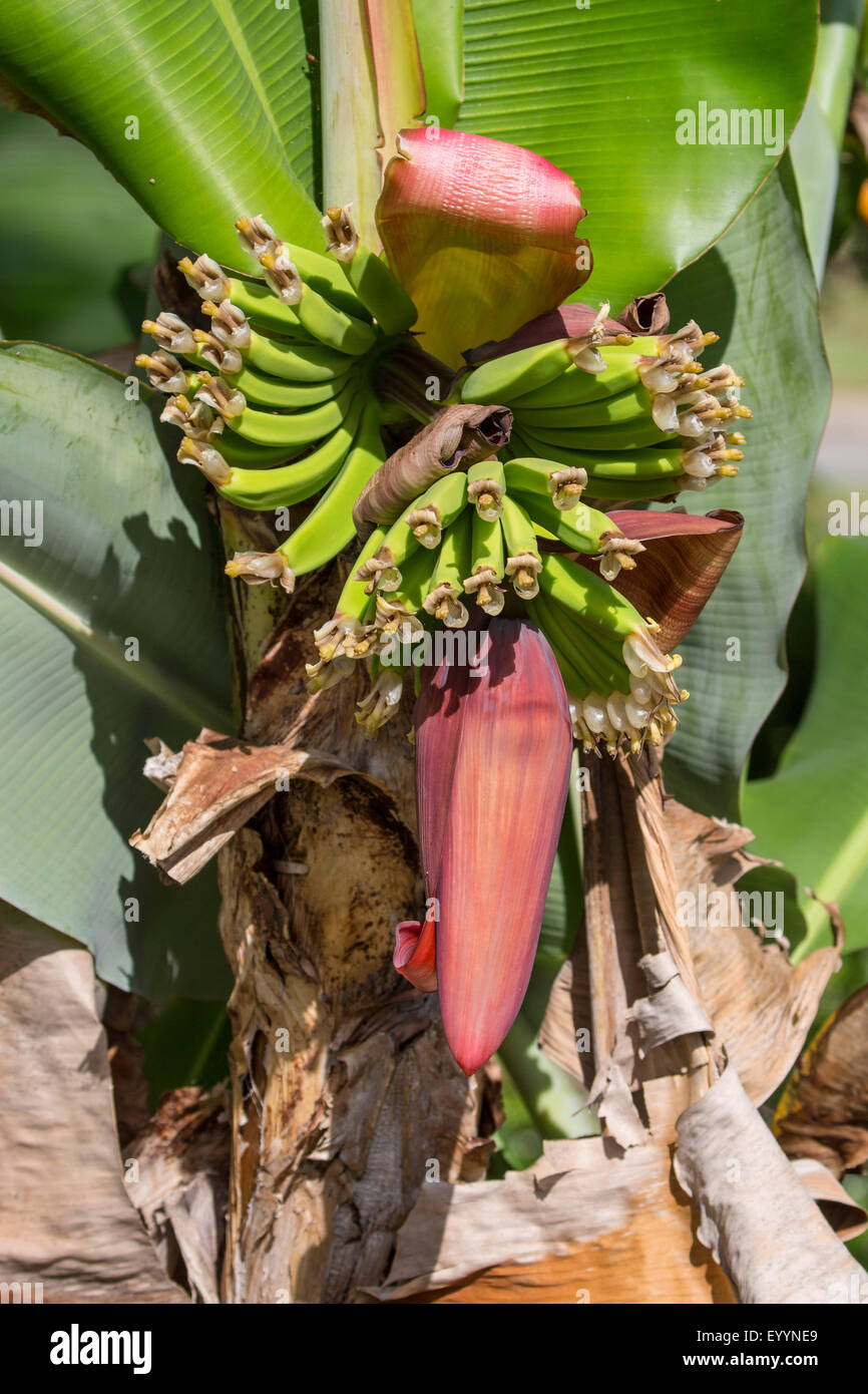 common banana (Musa paradisiaca var. sapientum), inflorescence, USA, Florida Stock Photo