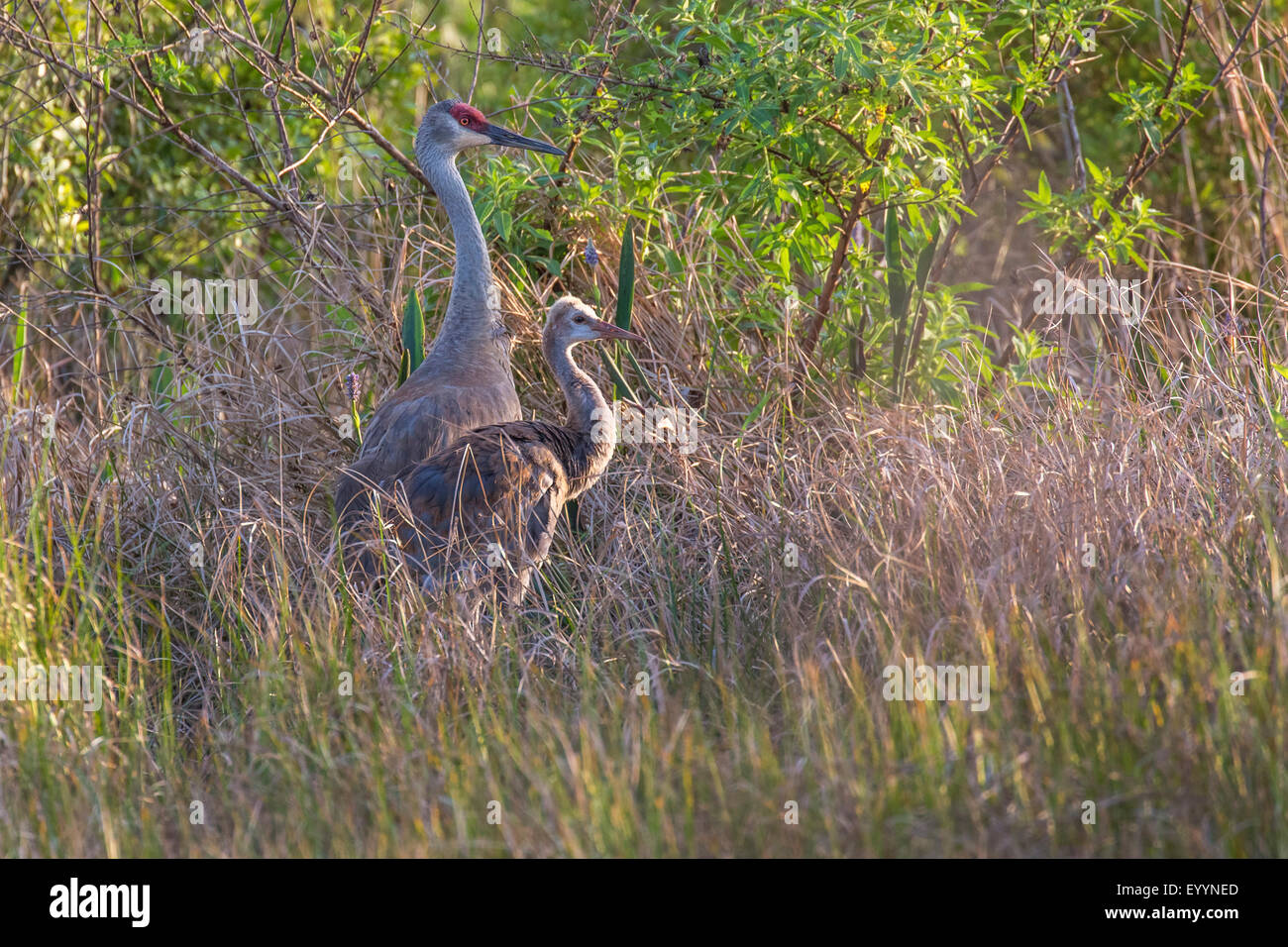 sandhill crane (Grus canadensis), adult with nearly fledged chick in a moor, USA, Florida, Kissimmee Stock Photo