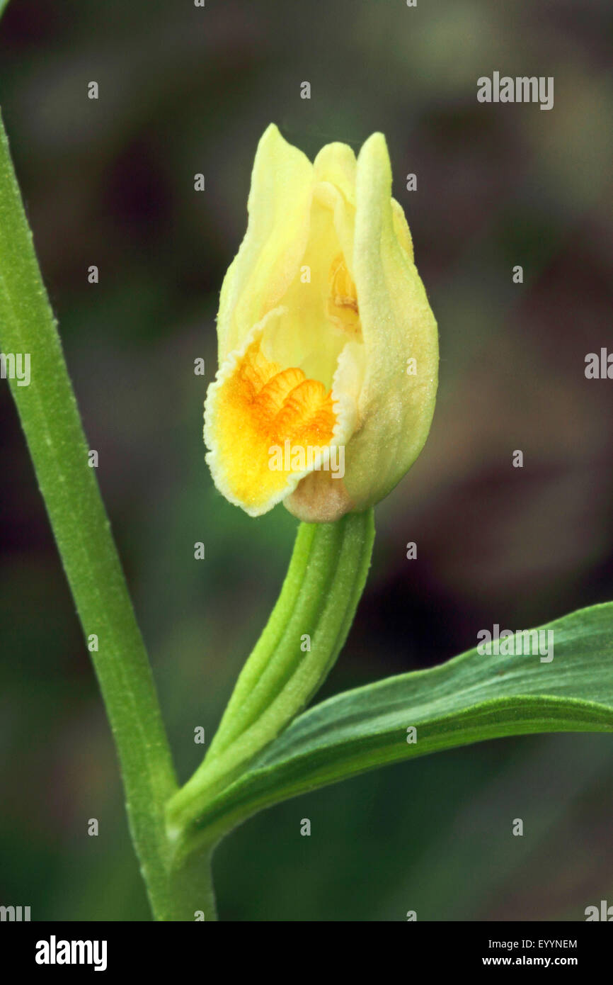 White helleborine (Cephalanthera damasonium), yellow single flower, Germany Stock Photo