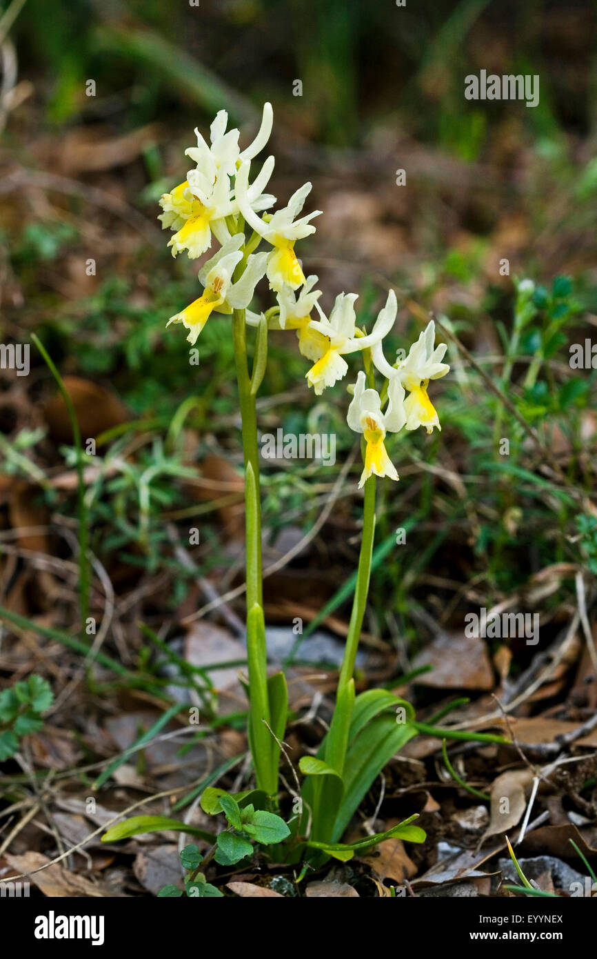 Sparsely Flowering Orchid, Sparse-flowered Orchid (Orchis pauciflora, Androrchis pauciflora), two flowering Sparsely Flowering Orchids Stock Photo