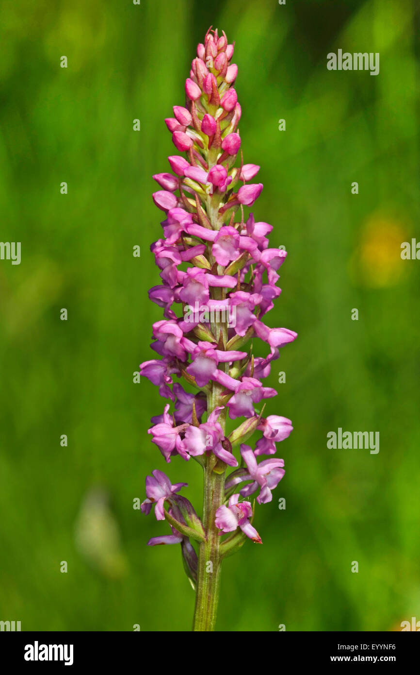 Short spurred fragant orchid (Gymnadenia odoratissima), inflorescence, Germany Stock Photo