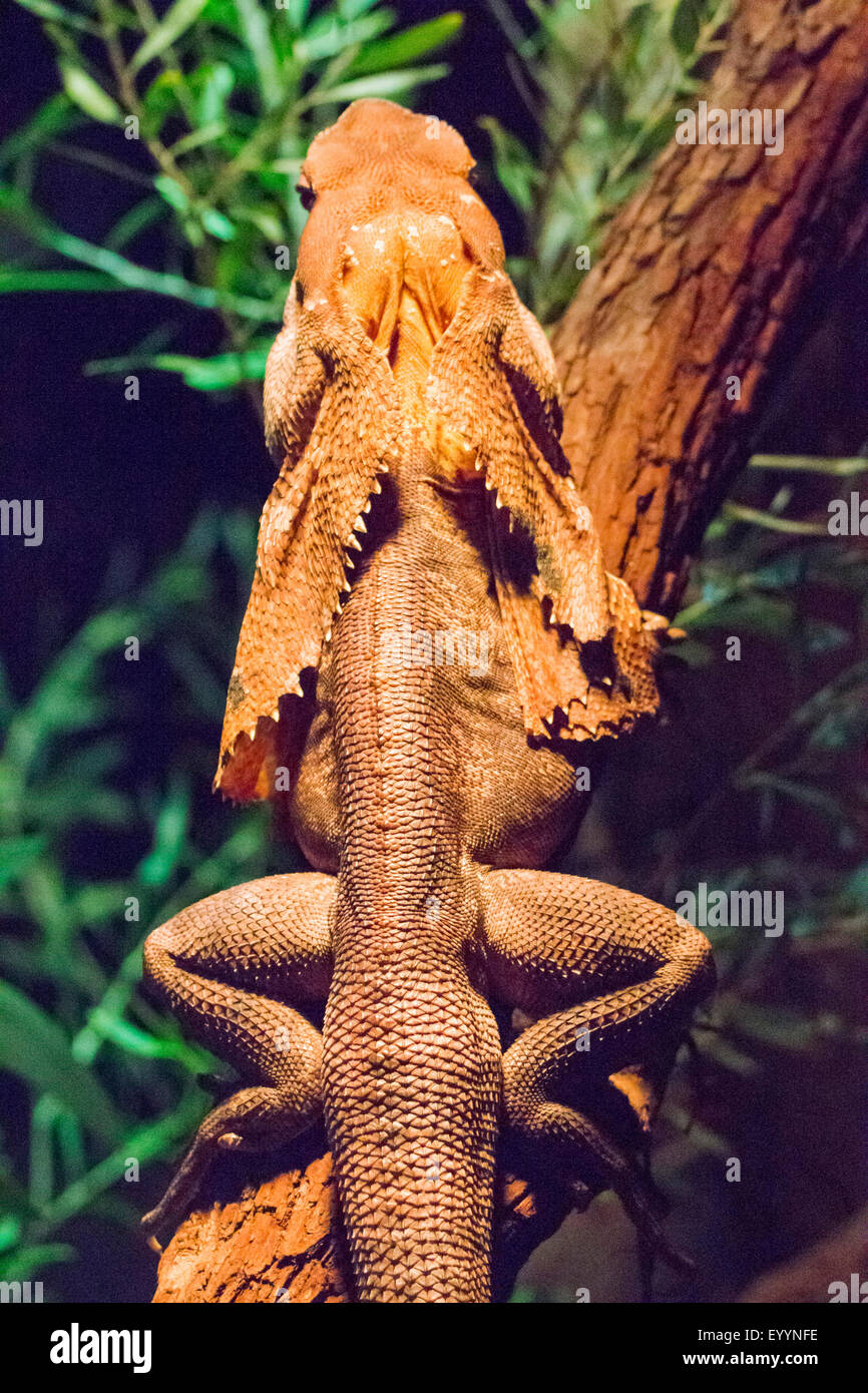 Frilled lizard, Australian frilled lizard, Frill-necked lizard, King's Lizard (Chlamydosaurus kingi, Chlamydosaurus kingii), on a branch, Australia, Western Australia Stock Photo