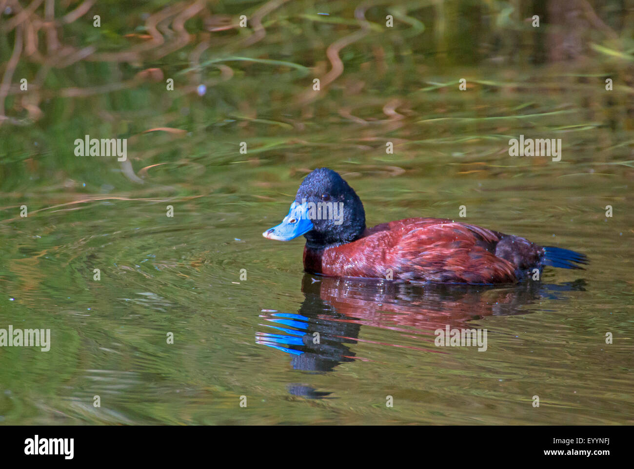 Australian blue-billed duck, Blue-billed Duck (Oxyura australis), swimming with mirror image, Australia, Western Australia Stock Photo