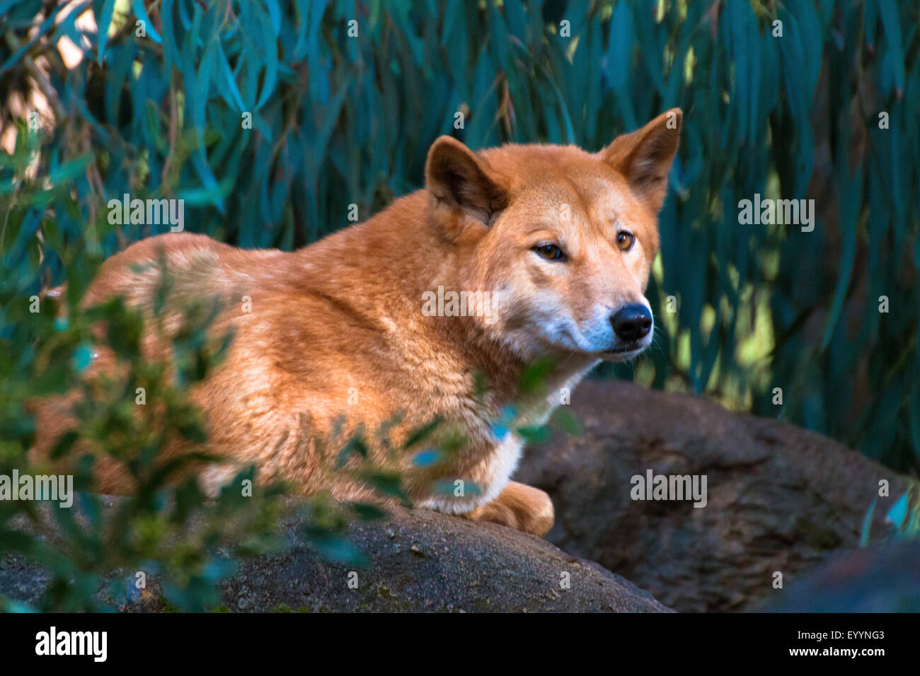Dingo (Canis lupus dingo), rests, Australia, Western Australia Stock Photo