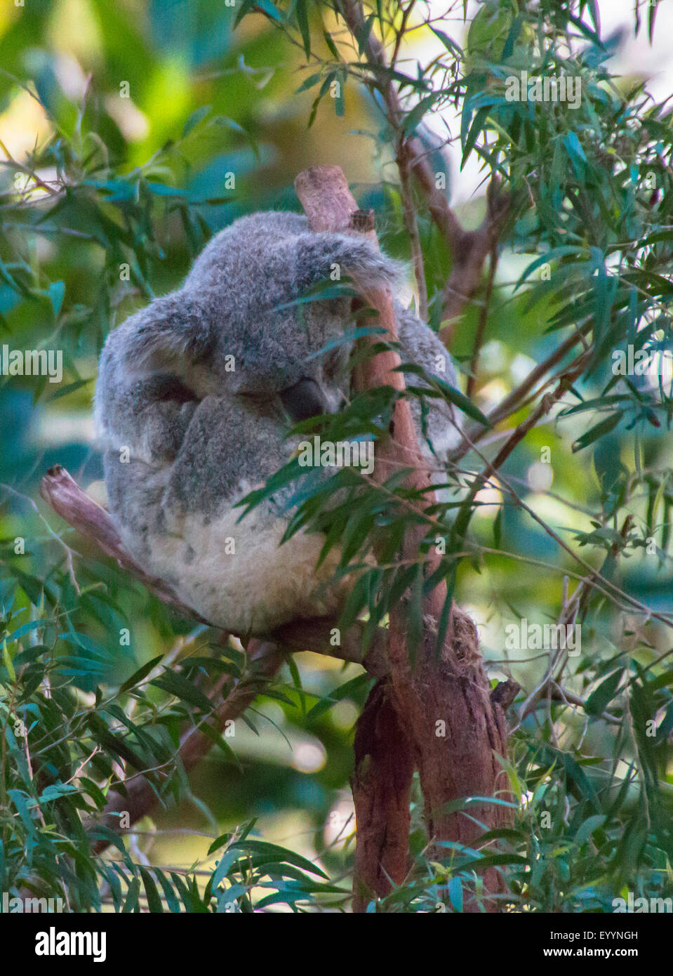 koala, koala bear (Phascolarctos cinereus), sleeps, Australia, Western Australia Stock Photo
