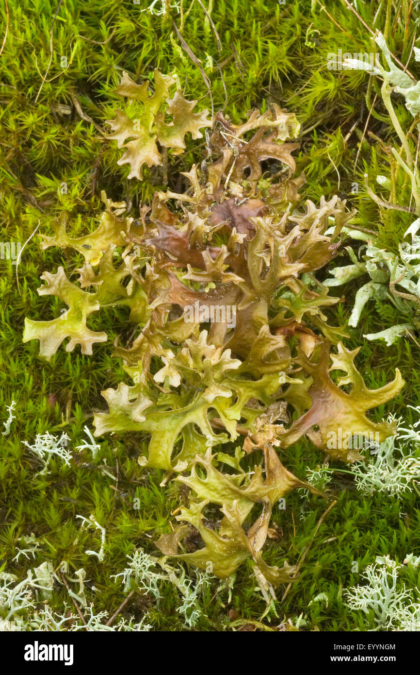 iceland moss (Cetraria islandica), close-up, top view, Germany Stock Photo