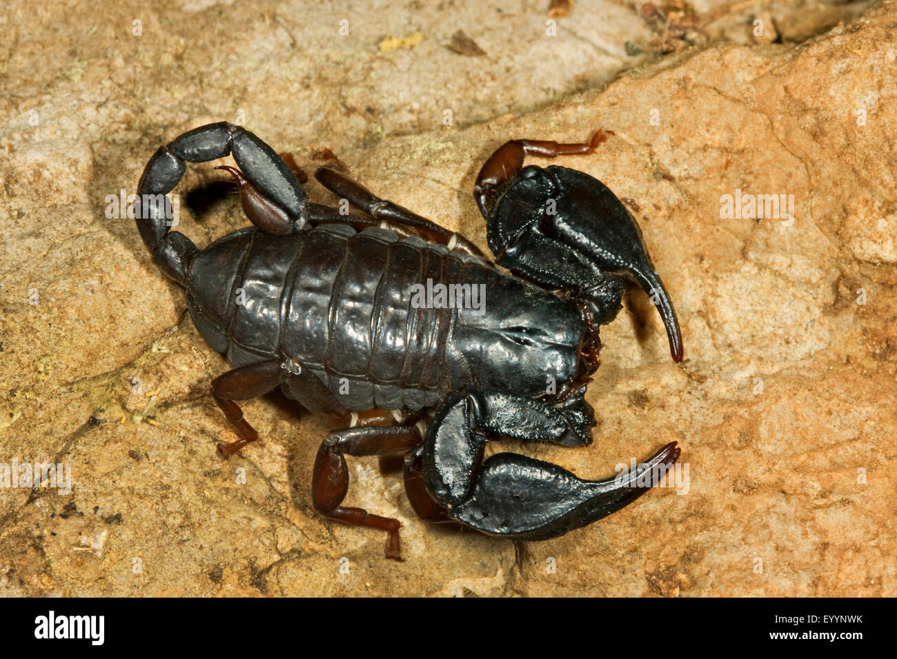 Italian scorpion (Euscorpius italicus), on a stone, Italy Stock Photo