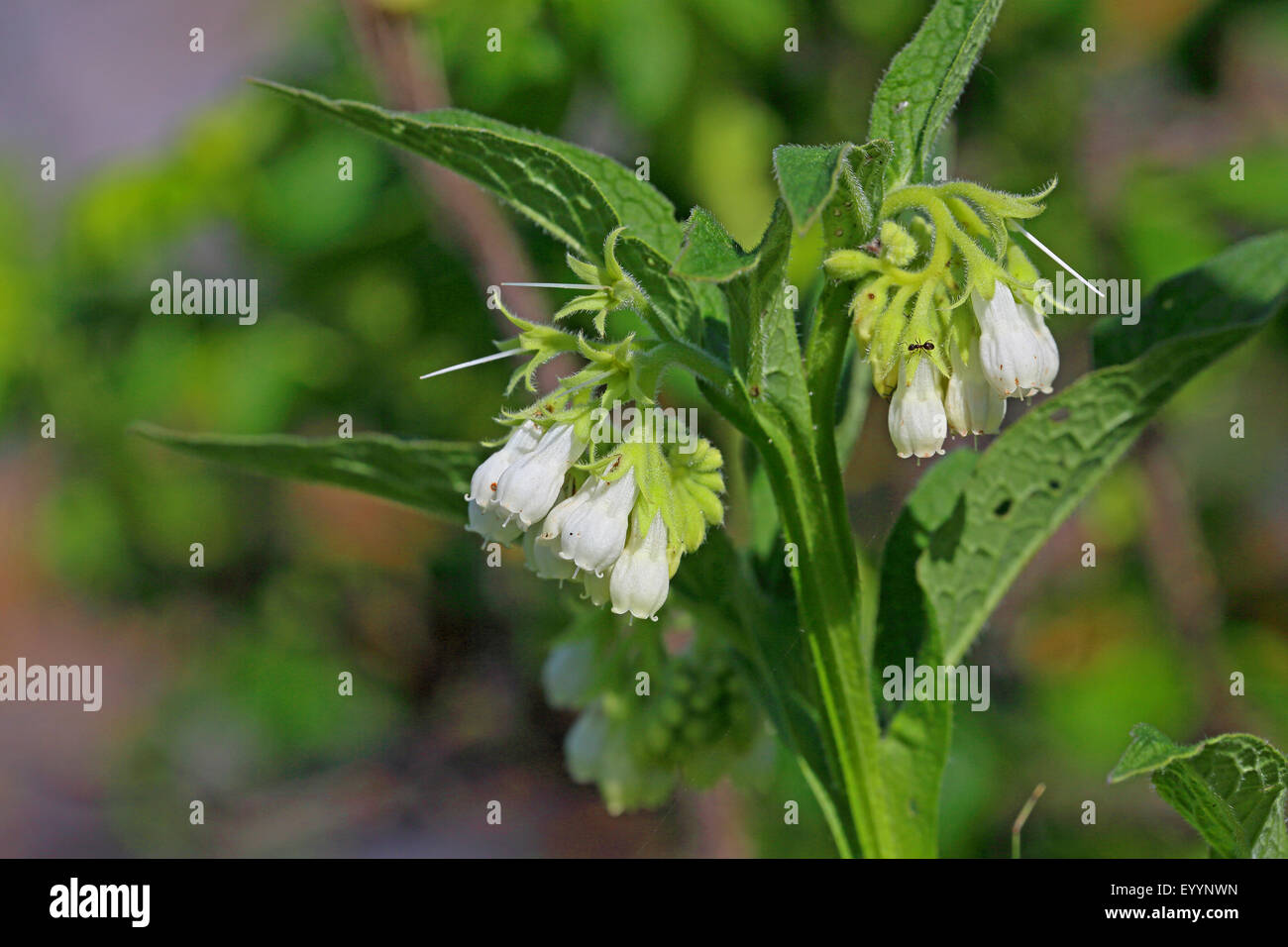 common comfrey (Symphytum officinale), inflorescence with white blossoms, Netherlands, Frisia Stock Photo