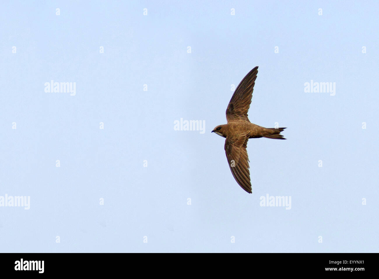 alpine swift (Apus melba, Tachymarptis melba), flying, Bulgaria ...