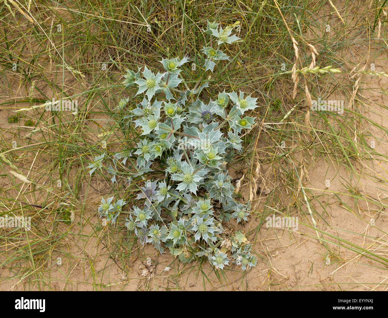 A close up of Eryngium on a grassy dune on a Norfolk beach, England Stock Photo
