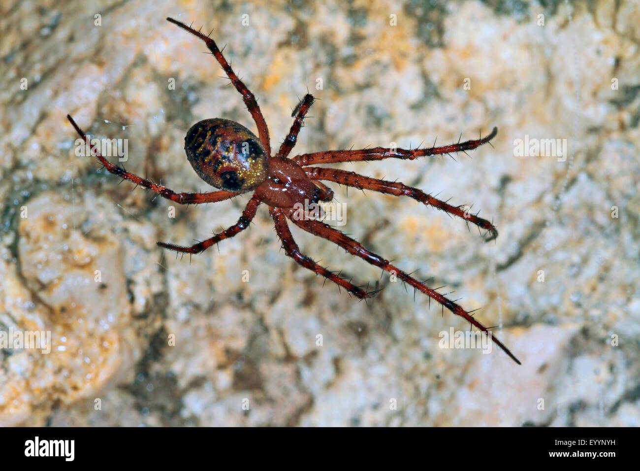 European cave spider, Orbweaving cave spider, Cave orbweaver, Cave spider (Meta menardi), in its web, Germany Stock Photo