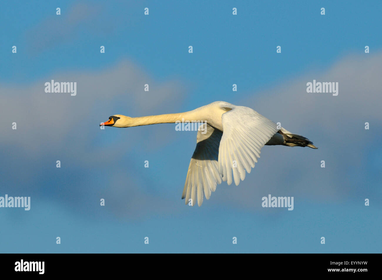 mute swan (Cygnus olor), in flight, Sweden, Hornborga Lake Stock Photo