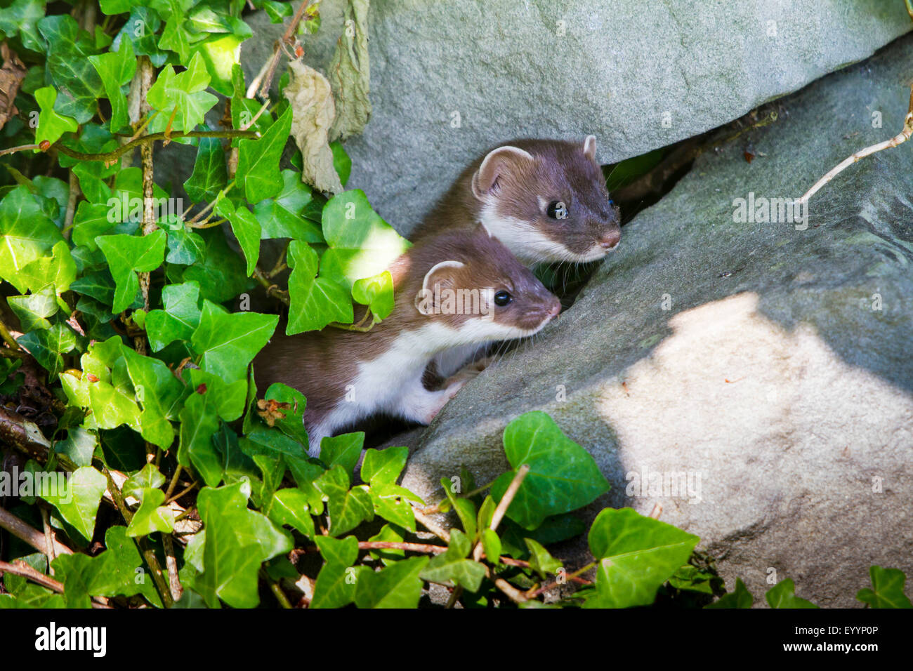 Ermine, Stoat, Short-tailed weasel (Mustela erminea), two ermines ...