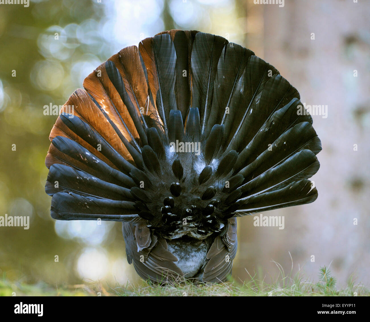 western capercaillie, wood grouse (Tetrao urogallus), rear viw of a displaying male in backlight, Sweden Stock Photo