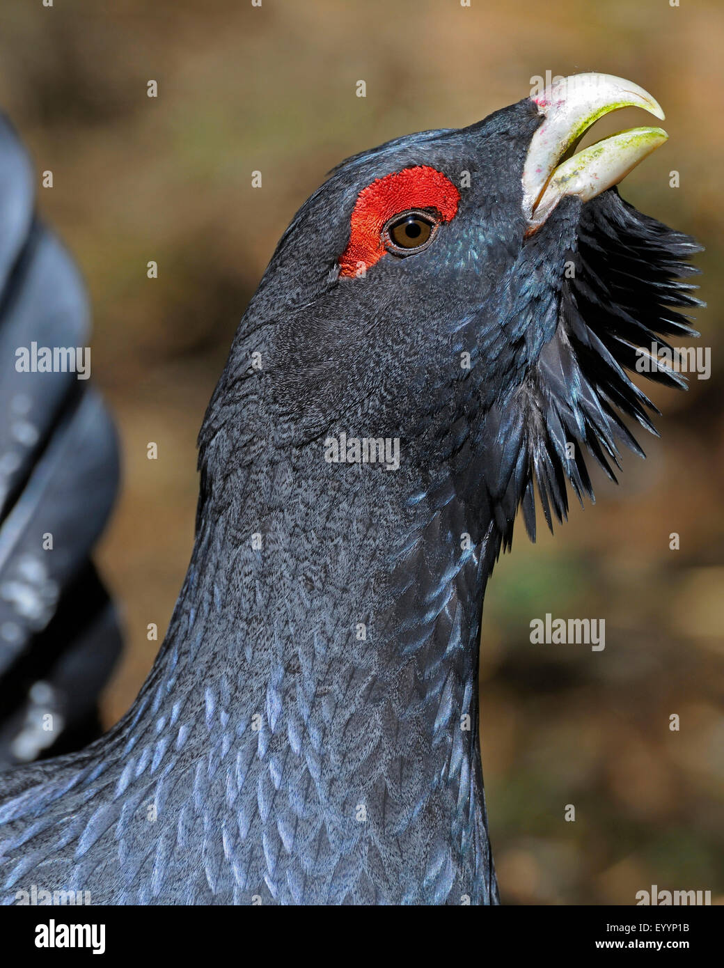 western capercaillie, wood grouse (Tetrao urogallus), portrait of a displaying male, Sweden Stock Photo
