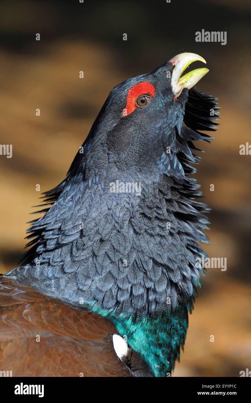 western capercaillie, wood grouse (Tetrao urogallus), portrait of a displaying male, Sweden Stock Photo