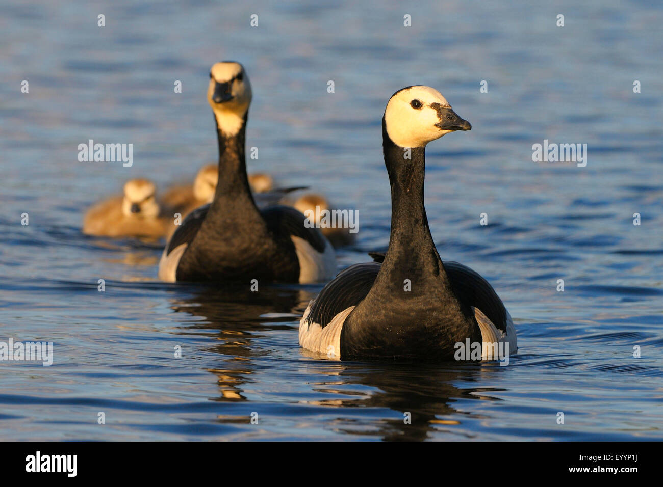barnacle goose (Branta leucopsis), couple with chicks on a lake, Sweden Stock Photo