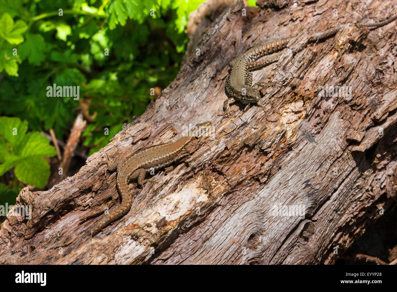 common wall lizard (Lacerta muralis, Podarcis muralis), two wall