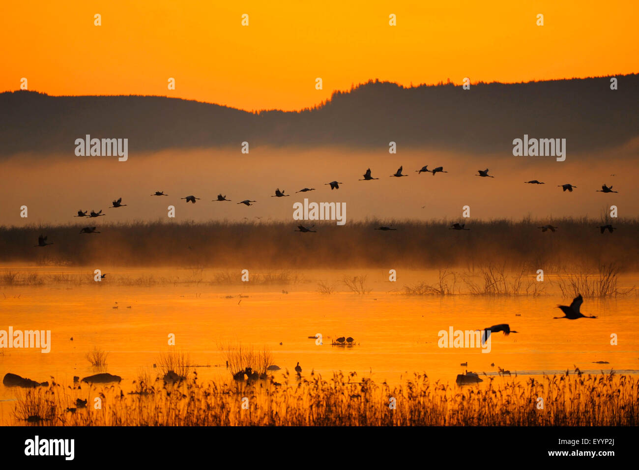 Common crane, Eurasian Crane (Grus grus), morning mood at Lake  Hornborga with flying cranes, Sweden Stock Photo