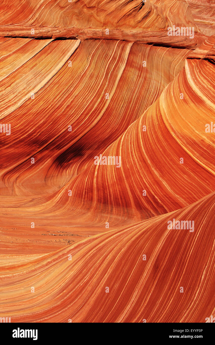 the Wave, sandstone rock formation of Vermilion Cliffs National Monument, USA, Arizona, Vermilion Cliffs Stock Photo