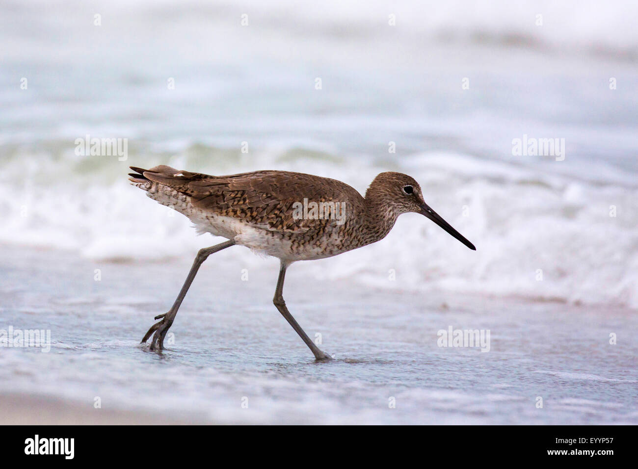 willet (Catoptrophorus semipalmatus), on the feed in the surf, USA, Florida, Westkueste, Tampa Stock Photo