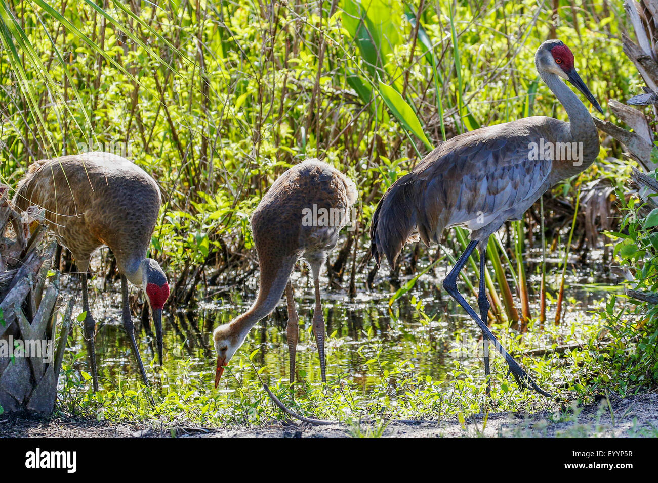 sandhill crane (Grus canadensis), couple with chick on the feed at shore, USA, Florida, Kissimmee Stock Photo