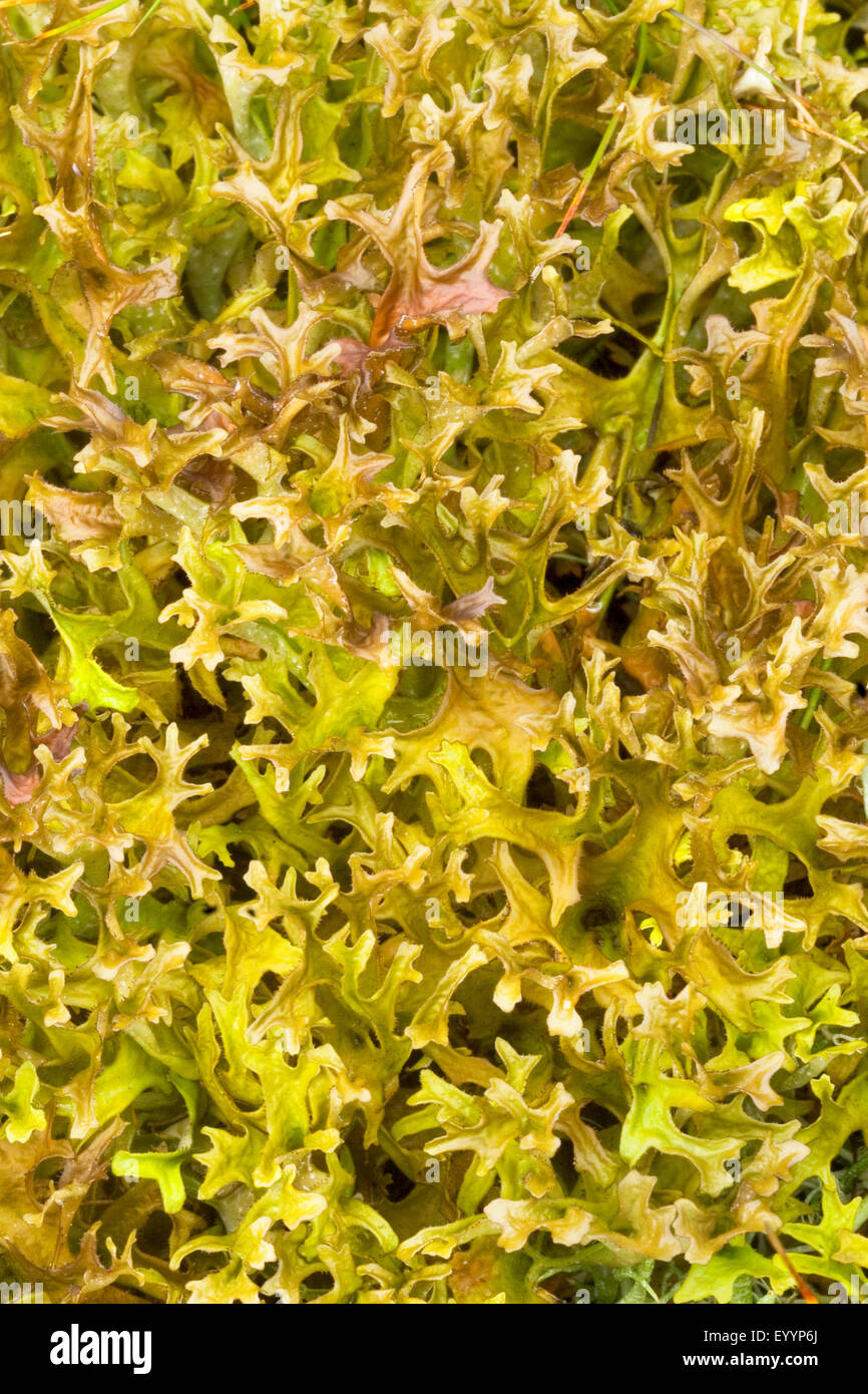 iceland moss (Cetraria islandica), close-up, top view, Germany Stock Photo