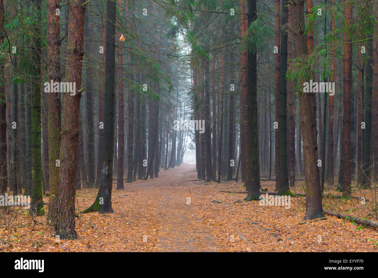 Foggy lush forest hi-res stock photography and images - Alamy
