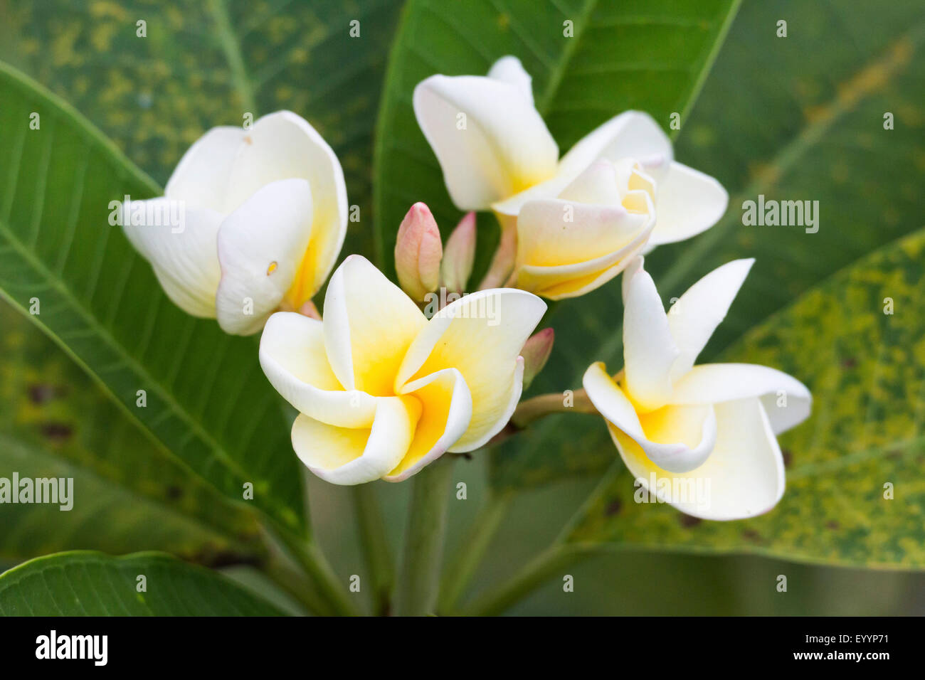 frangipani plant, nosegaytree (Plumeria alba), flowers, Singapore Stock Photo Alamy