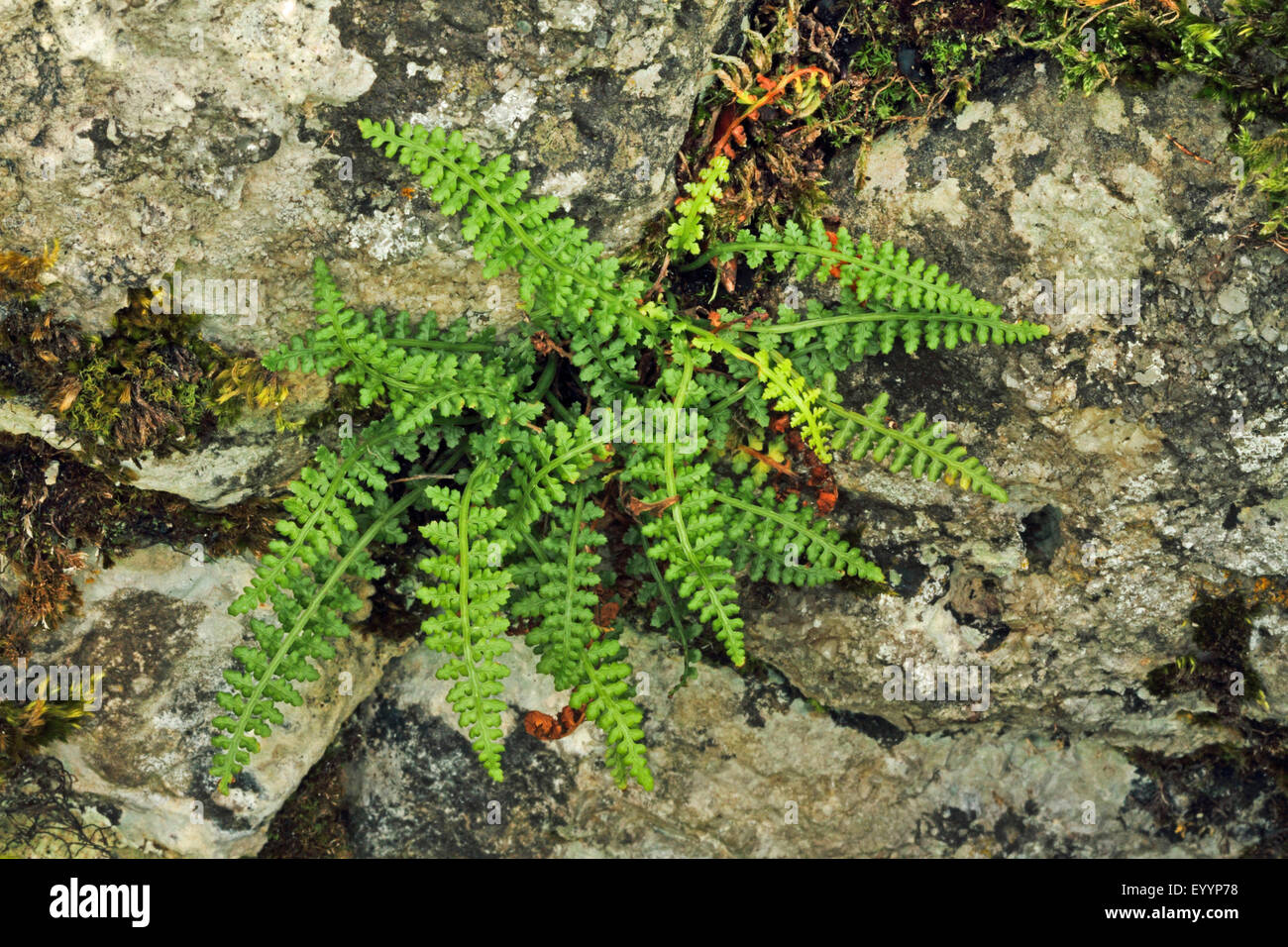 Smooth Rock Spleenwort, Smooth Rock- spleenwort (Asplenium fontanum), in a rock crevice, Germany Stock Photo