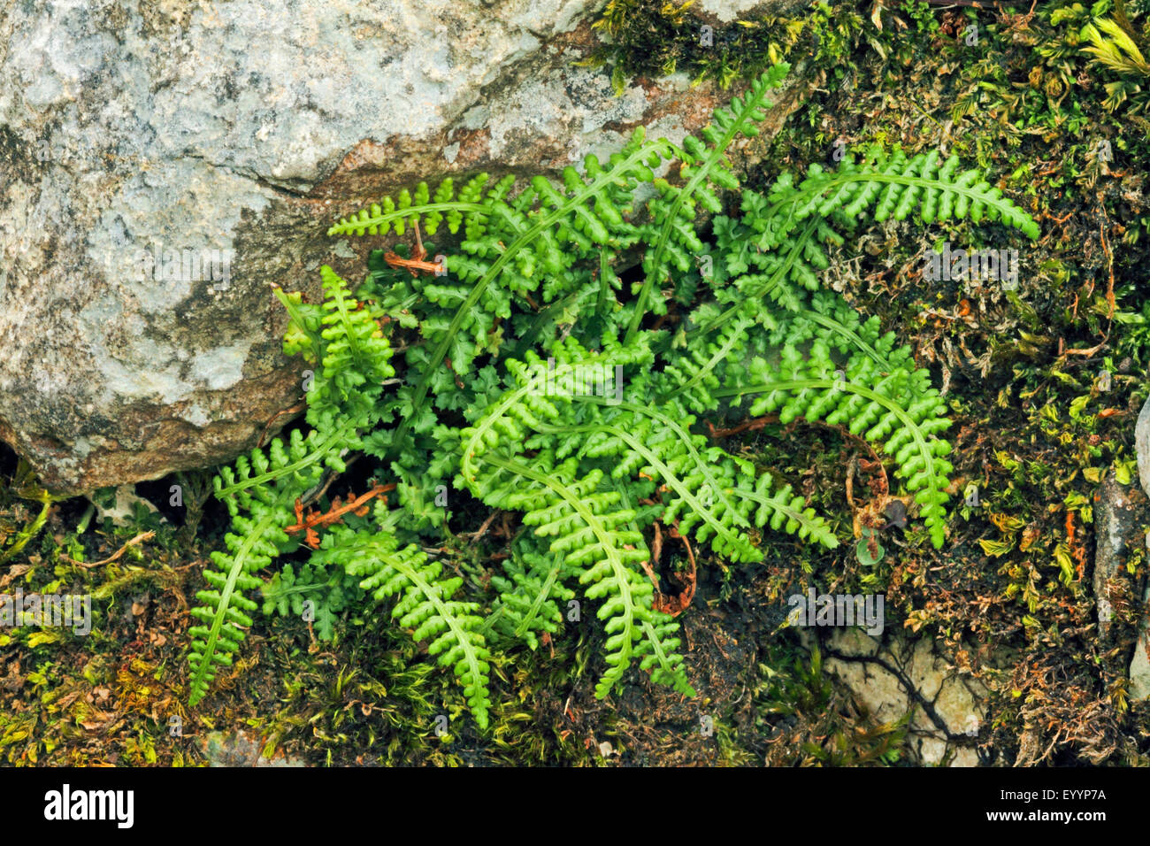 Smooth Rock Spleenwort, Smooth Rock- spleenwort (Asplenium fontanum), in a rock crevice, Germany Stock Photo