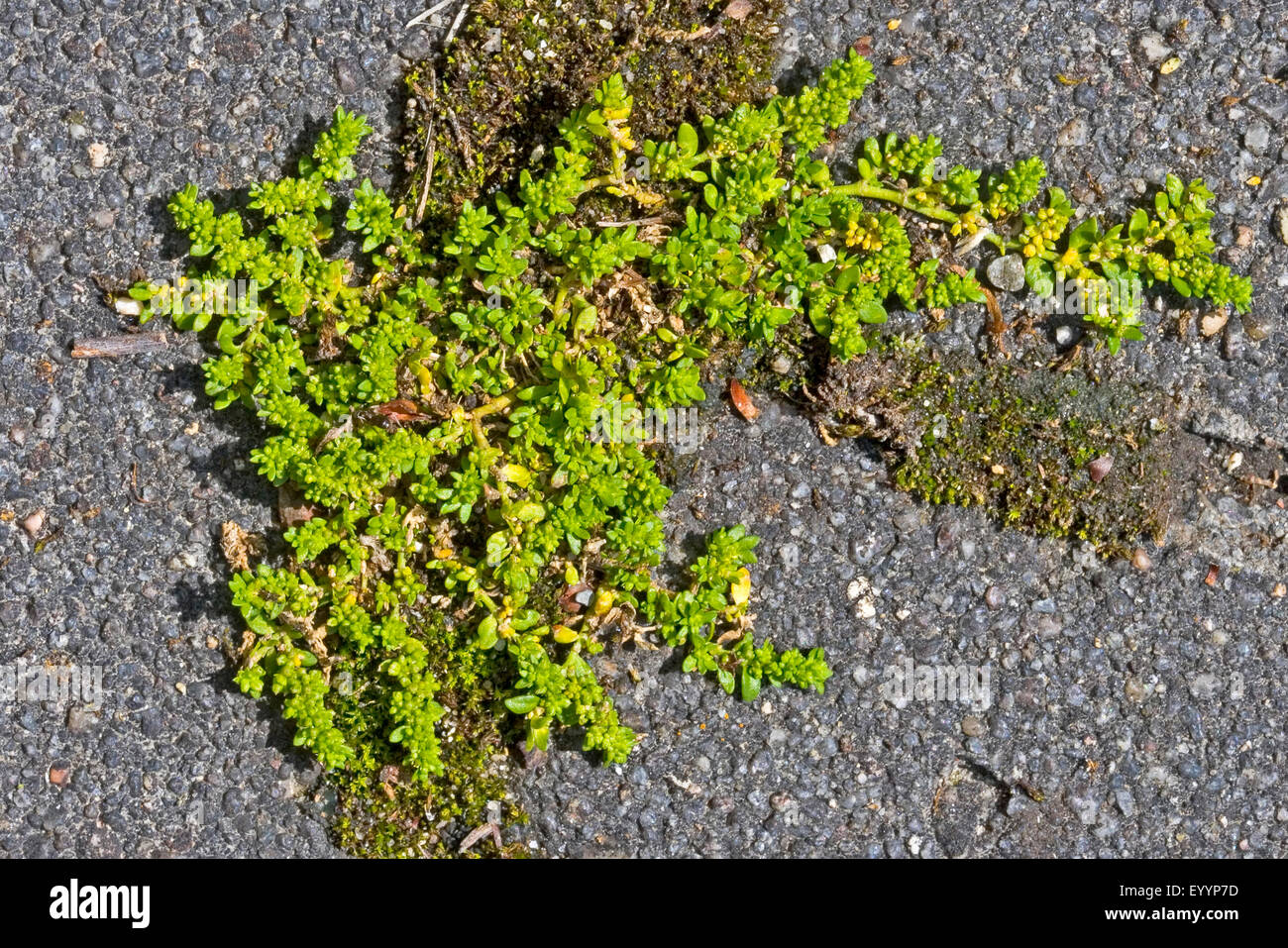 Smooth rupturewort, Smooth burstwort (Herniaria glabra), on a pavement, Germany Stock Photo