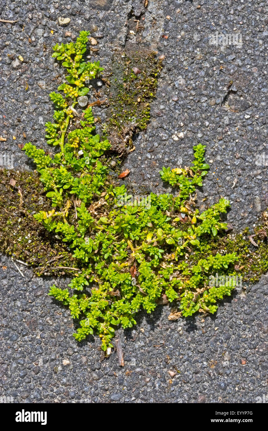Smooth rupturewort, Smooth burstwort (Herniaria glabra), on a pavement, Germany Stock Photo