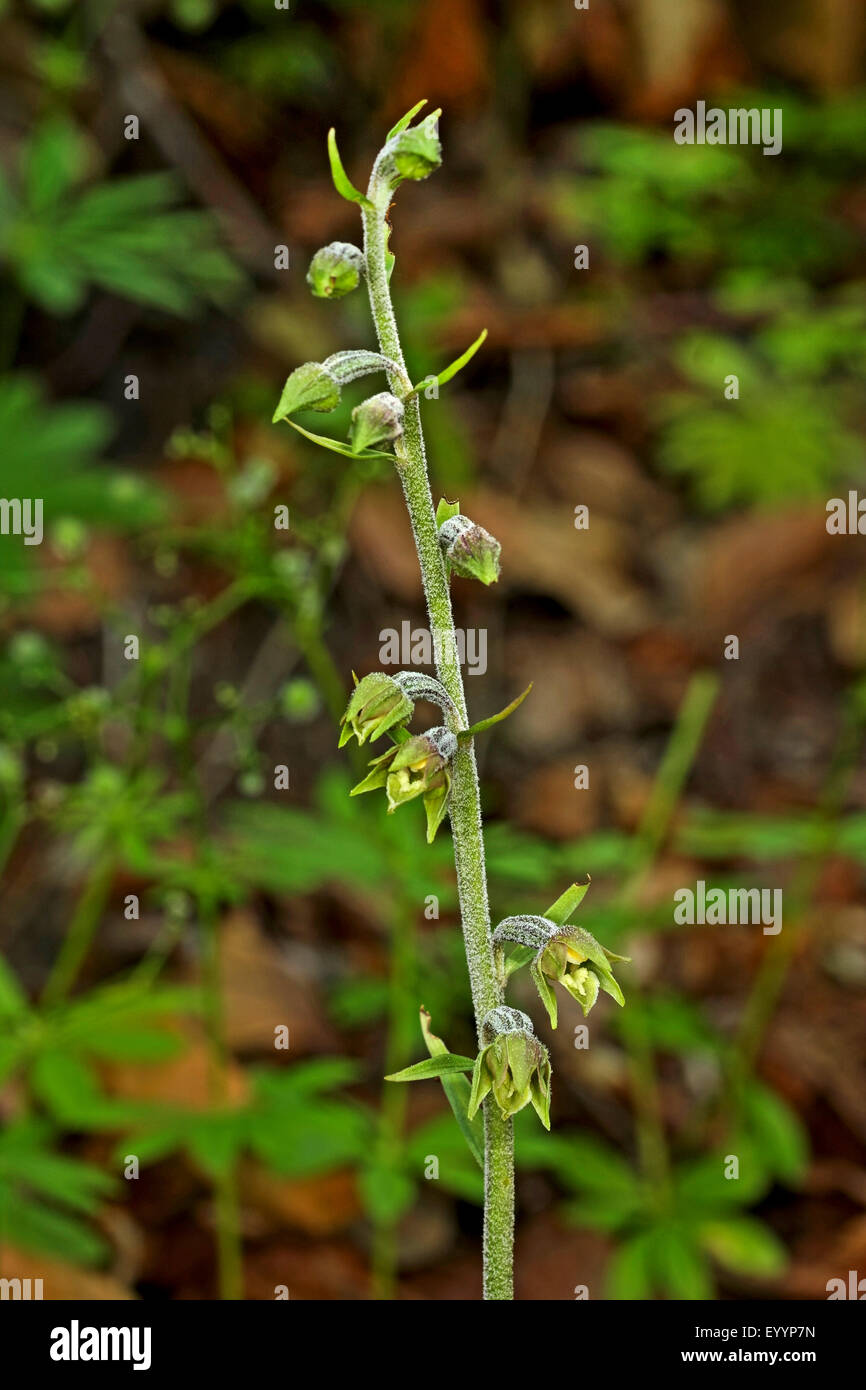 Tiny leaved epipactis (Epipactis microphylla), inflorescence, Germany Stock Photo