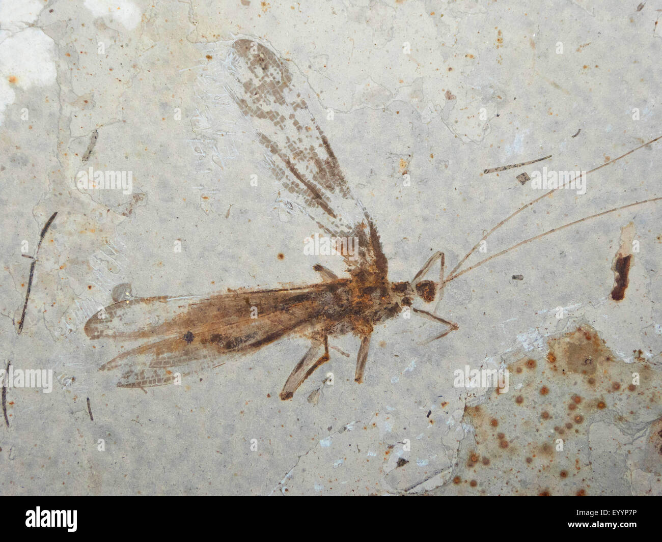 fossilized grasshopper, Singapore Stock Photo