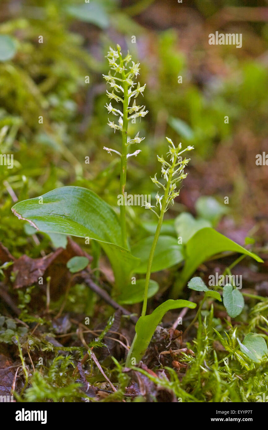 Single-leaved bog orchid, One-leaved malaxis, White adder's-mouth (Malaxis monophyllos, Microstylis monophyllos, Epipactis monophylla, Achroanthes monophylla), two flowering Single-leaved bog orchids, Germany Stock Photo