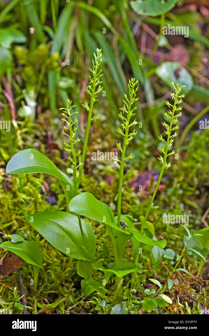 Single-leaved bog orchid, One-leaved malaxis, White adder's-mouth (Malaxis monophyllos, Microstylis monophyllos, Epipactis monophylla, Achroanthes monophylla), four flowering Single-leaved bog orchids, Germany Stock Photo