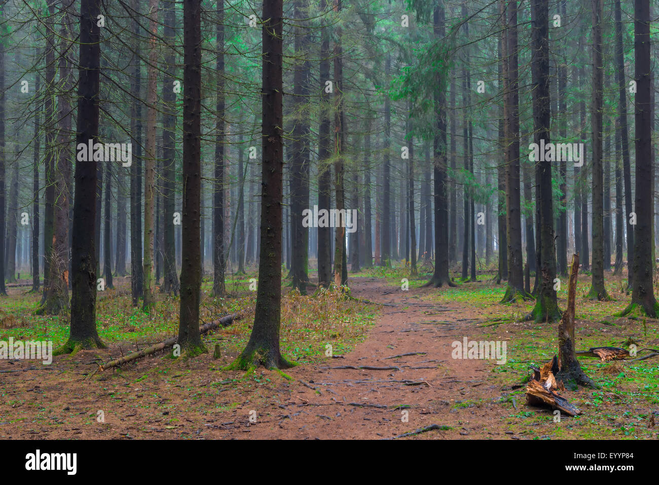 The path in the autumn coniferous forest empty Stock Photo - Alamy