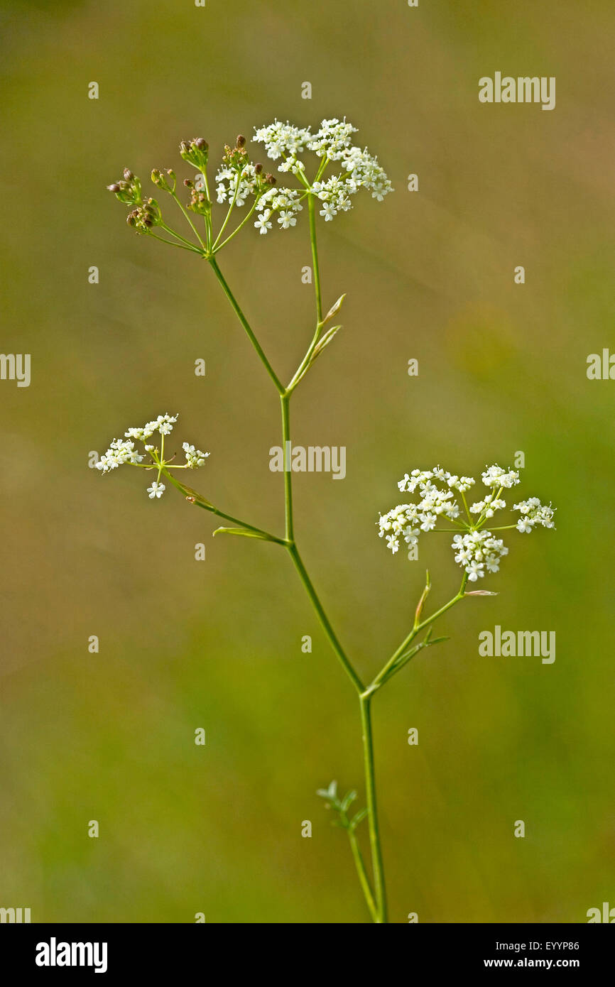 Burnet-saxifrage, Lesser Burnet Saxifrage (Pimpinella saxifraga), blooming, Germany Stock Photo