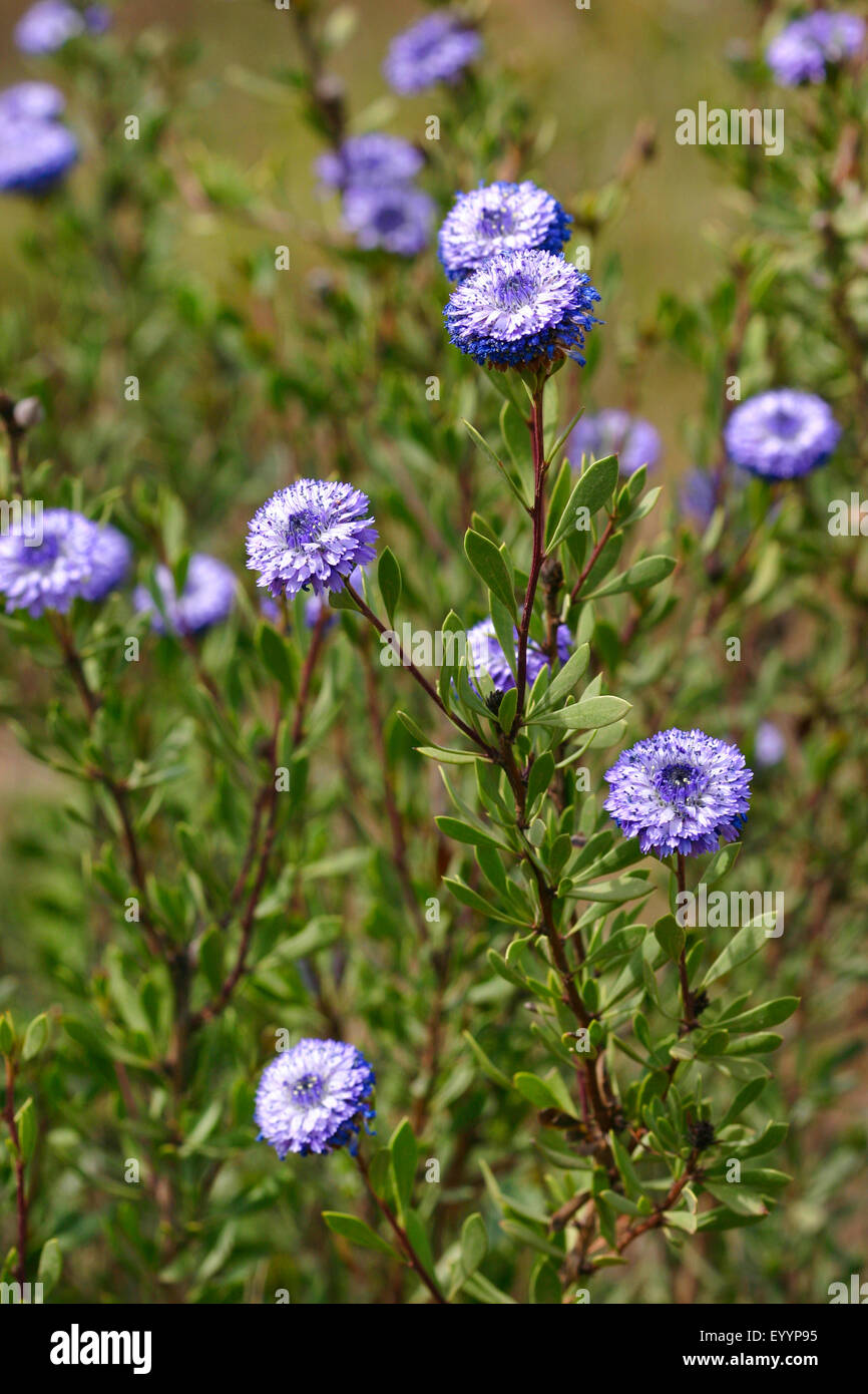 Shrubby Globularia (Globularia alypum, Alypum salicifolium, Globularia alypa), flowering, Germany Stock Photo