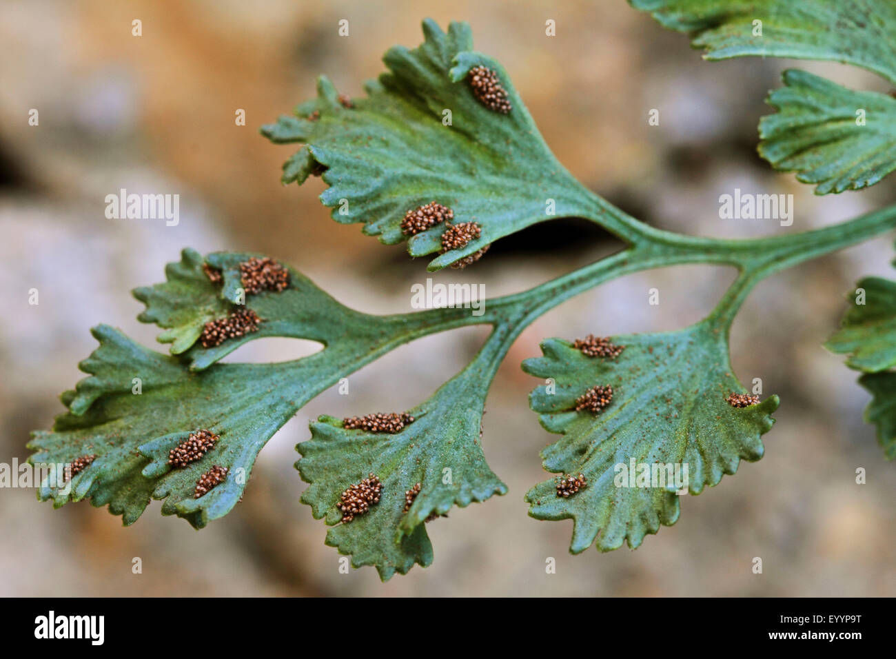 Wallrue spleenwort (Asplenium ruta-muraria), pinnate leaf, Germany Stock Photo