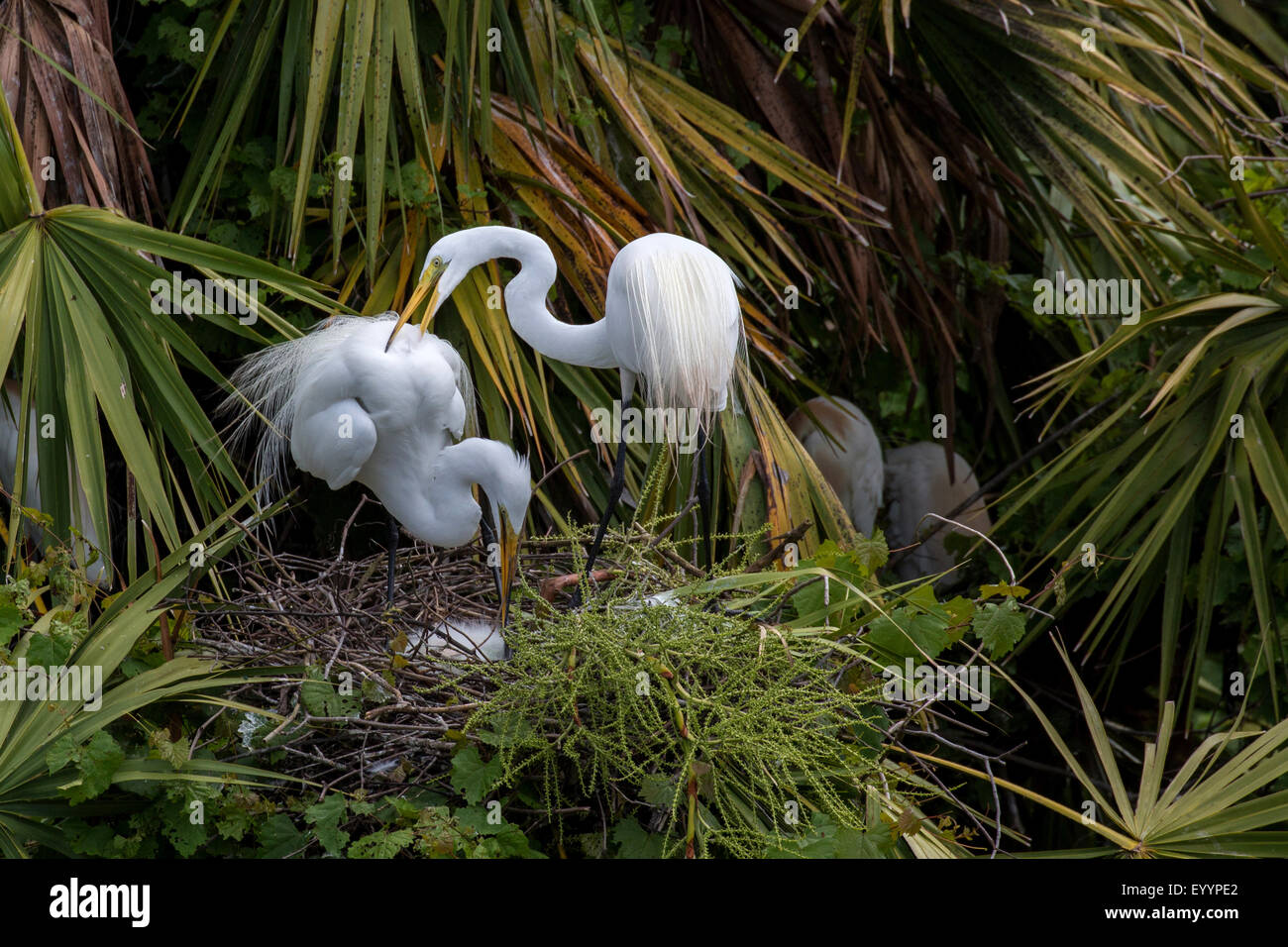 great egret, Great White Egret (Egretta alba, Casmerodius albus, Ardea alba), couple at the nest with chick, USA, Florida, Gatorland, Kissimmee Stock Photo