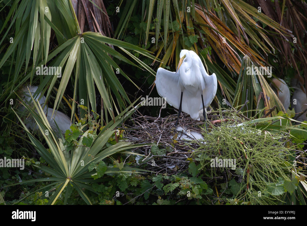 great egret, Great White Egret (Egretta alba, Casmerodius albus, Ardea alba), adult giving shade with ist wings for the chicks in the nest, USA, Florida, Gatorland, Kissimmee Stock Photo